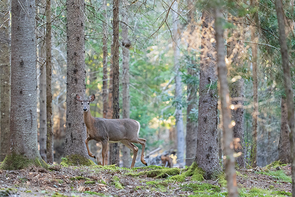 Panasonic Lumix S PRO 70-200mm f/2.8 O.I.S. Review: Field Test -- Gallery Image
