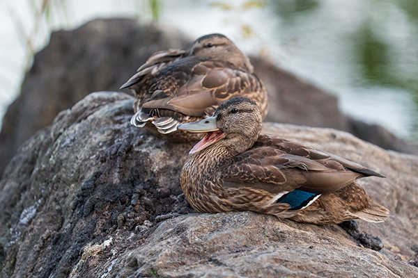 Panasonic Lumix S PRO 70-200mm f/2.8 O.I.S. Review: Field Test -- Gallery Image