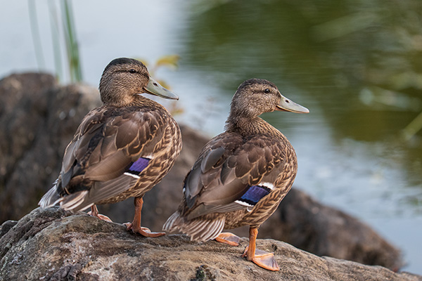 Panasonic Lumix S PRO 70-200mm f/2.8 O.I.S. Review: Field Test -- Gallery Image