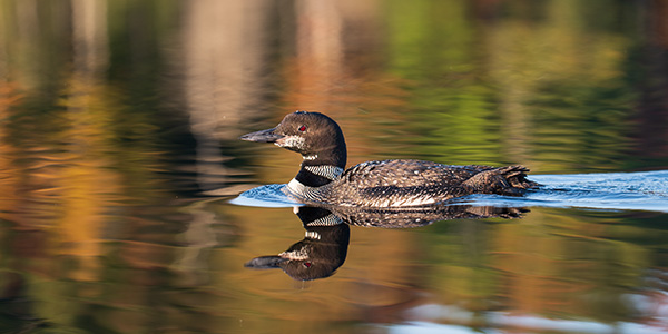 Panasonic Lumix S PRO 70-200mm f/2.8 O.I.S. Review: Field Test -- Gallery Image