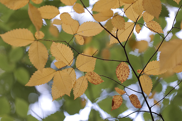 Panasonic Lumix S PRO 70-200mm f/2.8 O.I.S. Review: Field Test -- Gallery Image