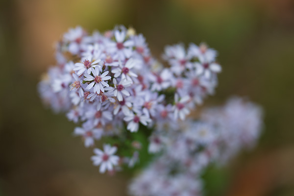 Panasonic Lumix S PRO 70-200mm f/2.8 O.I.S. Review: Field Test -- Gallery Image