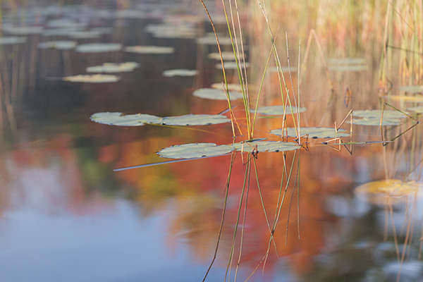 Panasonic Lumix S PRO 70-200mm f/2.8 O.I.S. Review: Field Test -- Gallery Image