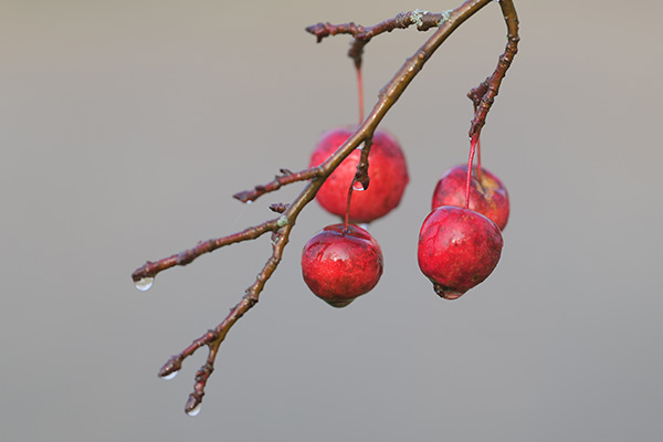 Panasonic Lumix S PRO 70-200mm f/2.8 O.I.S. Review: Field Test -- Gallery Image