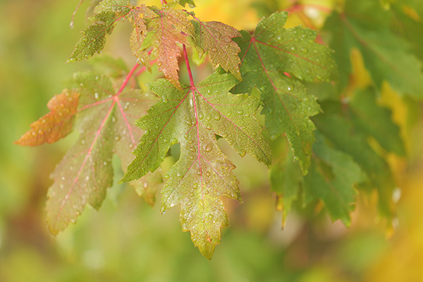 Panasonic Lumix S PRO 70-200mm f/2.8 O.I.S. Review: Field Test -- Gallery Image