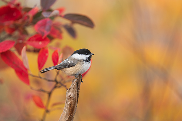 Panasonic Lumix S PRO 70-200mm f/2.8 O.I.S. Review: Field Test -- Gallery Image