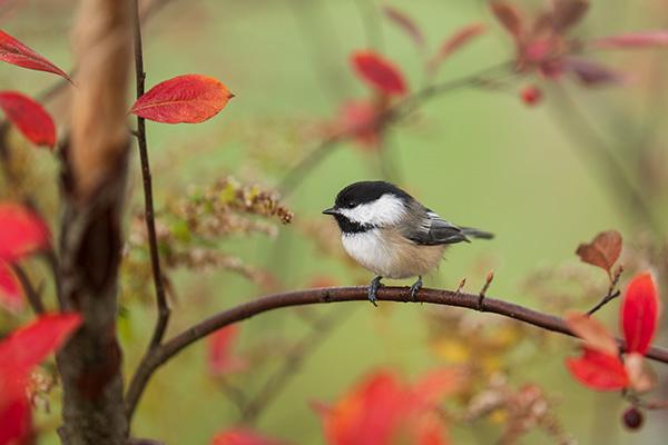 Panasonic Lumix S PRO 70-200mm f/2.8 O.I.S. Review: Field Test -- Gallery Image