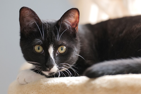 Panasonic Lumix S PRO 70-200mm f/2.8 O.I.S. Review: Field Test -- Gallery Image