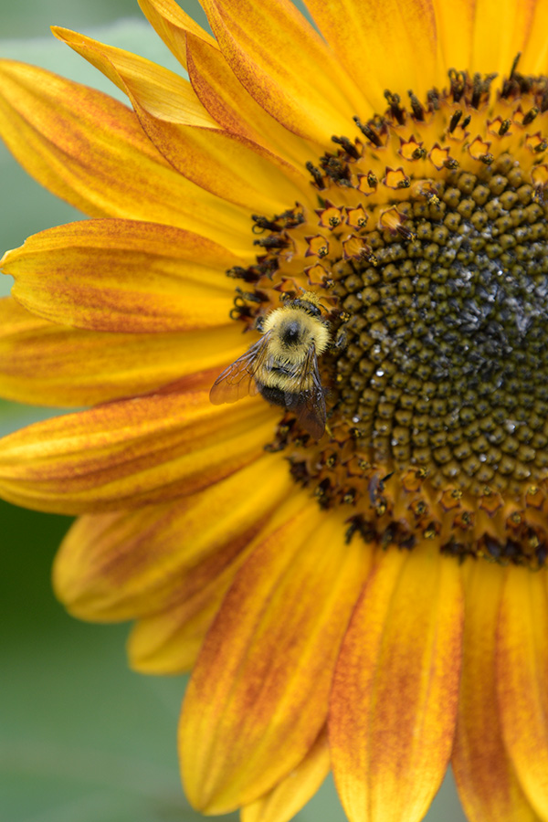 Sigma 100-400mm f/5-6.3 DG OS HSM Contemporary Review: Field Test -- Gallery Image