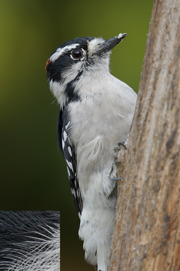 Sigma 100-400mm f/5-6.3 DG OS HSM Contemporary Review: Field Test -- Gallery Image