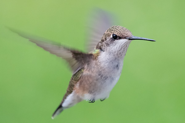 Sigma 100-400mm f/5-6.3 DG OS HSM Contemporary Review: Field Test -- Gallery Image