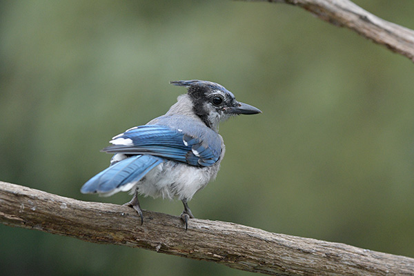 Sigma 100-400mm f/5-6.3 DG OS HSM Contemporary Review: Field Test -- Gallery Image