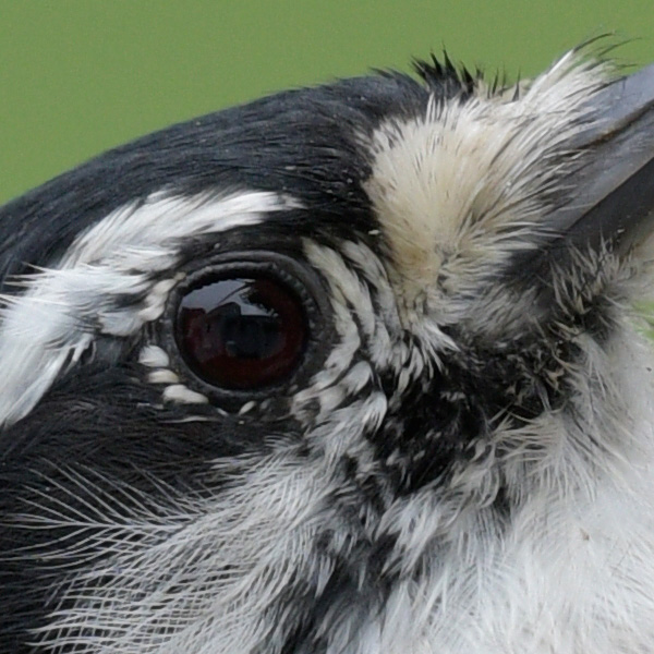 Sigma 100-400mm f/5-6.3 DG OS HSM Contemporary Review: Field Test -- Gallery Image