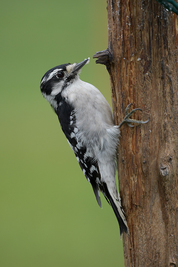 Sigma 100-400mm f/5-6.3 DG OS HSM Contemporary Review: Field Test -- Gallery Image