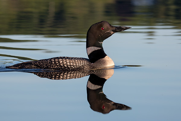 Sigma 100-400mm f/5-6.3 DG OS HSM Contemporary Review: Field Test -- Gallery Image