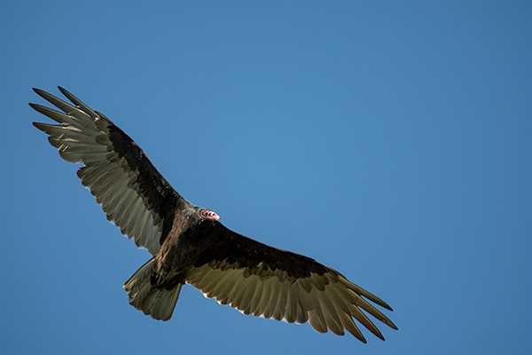 Sigma 100-400mm f/5-6.3 DG OS HSM Contemporary Review: Field Test -- Gallery Image