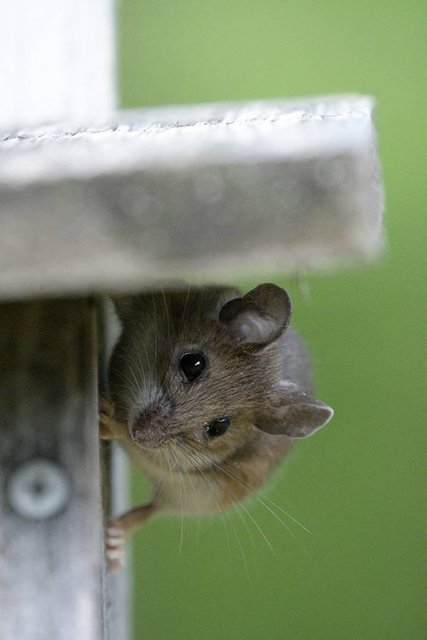 Sigma 100-400mm f/5-6.3 DG OS HSM Contemporary Review: Field Test -- Gallery Image