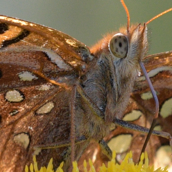 Sigma 100-400mm f/5-6.3 DG OS HSM Contemporary Review: Field Test -- Gallery Image