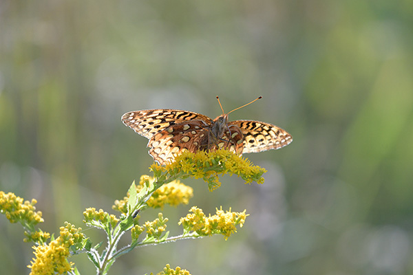 Sigma 100-400mm f/5-6.3 DG OS HSM Contemporary Review: Field Test -- Gallery Image