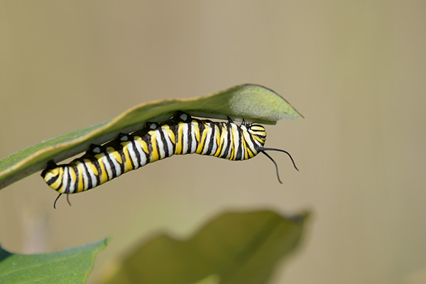 Sigma 100-400mm f/5-6.3 DG OS HSM Contemporary Review: Field Test -- Gallery Image