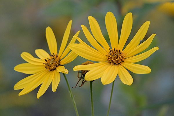 Sigma 100-400mm f/5-6.3 DG OS HSM Contemporary Review: Field Test -- Vignette Test Image