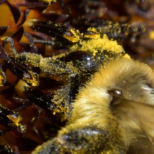 Sigma 100-400mm f/5-6.3 DG OS HSM Contemporary Review: Field Test -- Gallery Image