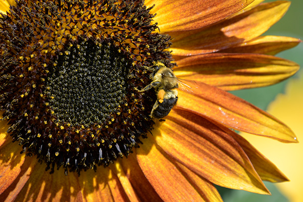 Sigma 100-400mm f/5-6.3 DG OS HSM Contemporary Review: Field Test -- Gallery Image