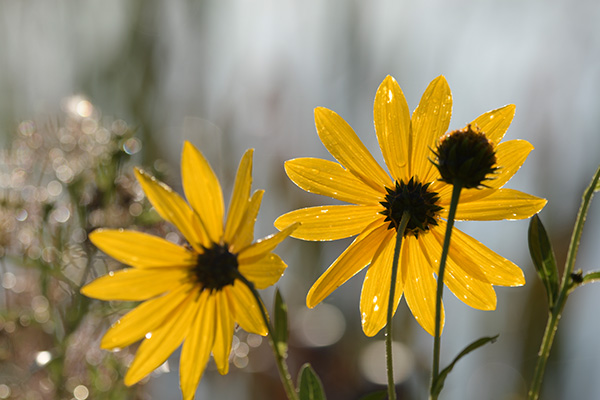 Sigma 100-400mm f/5-6.3 DG OS HSM Contemporary Review: Field Test -- Gallery Image