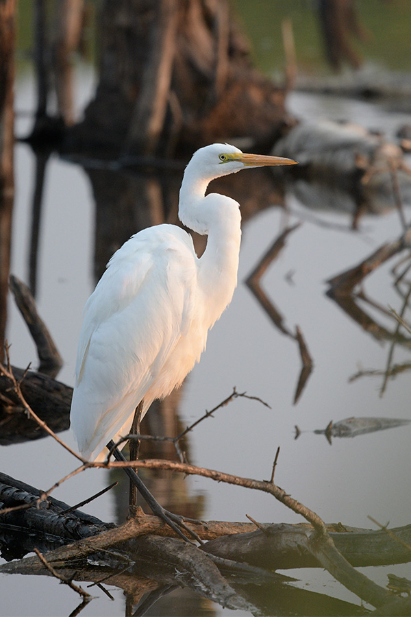 Sigma 100-400mm f/5-6.3 DG OS HSM Contemporary Review: Field Test -- Gallery Image