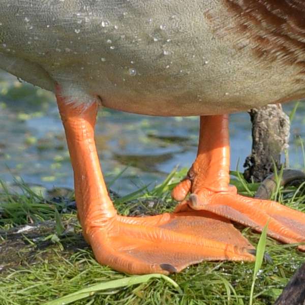 Sigma 100-400mm f/5-6.3 DG OS HSM Contemporary Review: Field Test -- Gallery Image