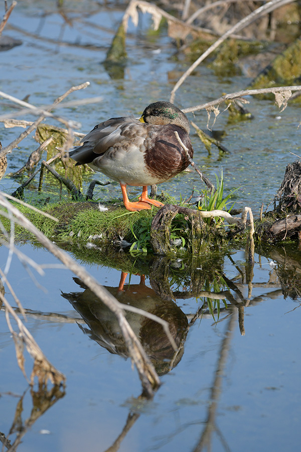 Sigma 100-400mm f/5-6.3 DG OS HSM Contemporary Review: Field Test -- Gallery Image