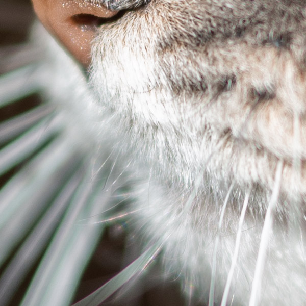 Sigma 105mm f/1.4 DG HSM Art Review: Field Test -- Gallery Image