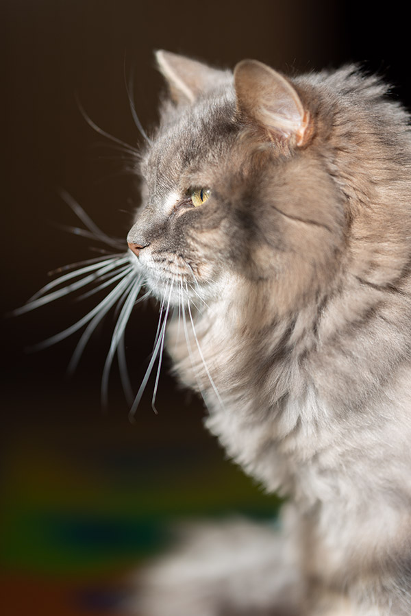 Sigma 105mm f/1.4 DG HSM Art Review: Field Test -- Gallery Image