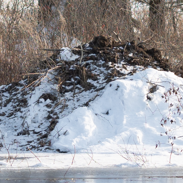 Sigma 105mm f/1.4 DG HSM Art Review: Field Test -- Gallery Image