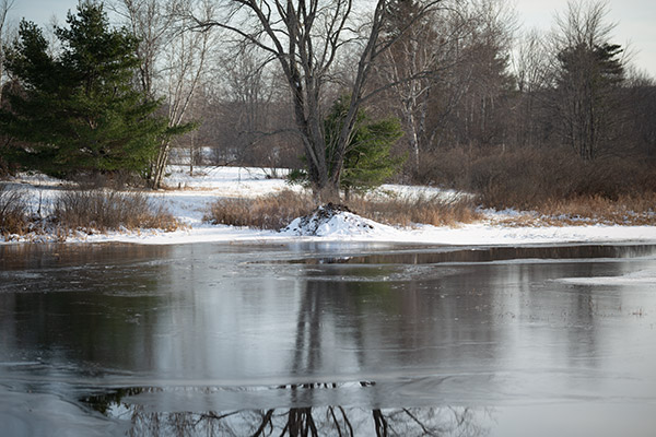 Sigma 105mm f/1.4 DG HSM Art Review: Field Test -- Gallery Image