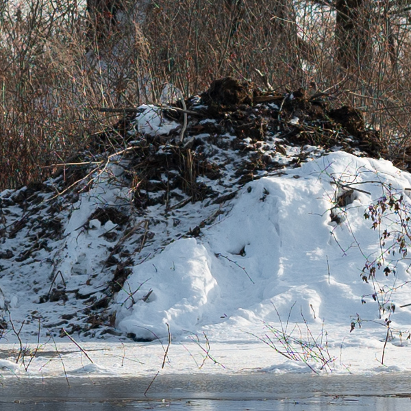 Sigma 105mm f/1.4 DG HSM Art Review: Field Test -- Gallery Image