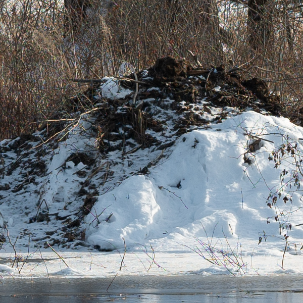 Sigma 105mm f/1.4 DG HSM Art Review: Field Test -- Gallery Image