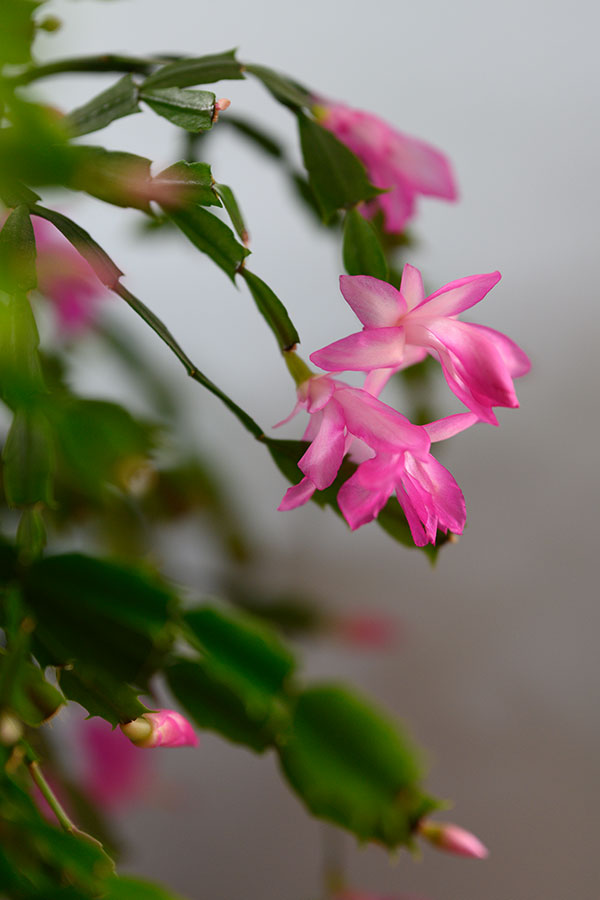 Sigma 105mm f/1.4 DG HSM Art Review: Field Test -- Gallery Image