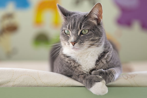 Sigma 105mm f/1.4 DG HSM Art Review: Field Test -- Gallery Image