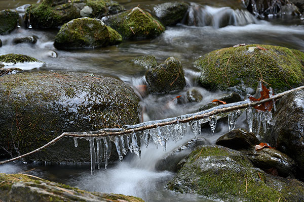 Sigma 105mm f/1.4 DG HSM Art Review: Field Test -- Gallery Image