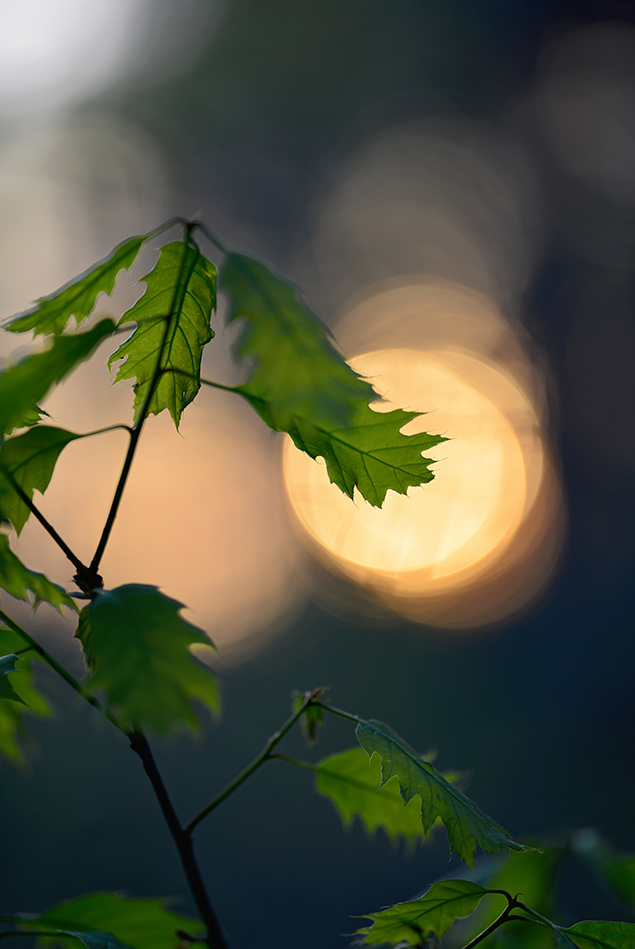 Sigma 135mm f/1.8 - Sample Image