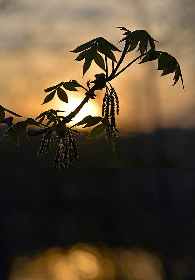 Sigma 135mm f/1.8 - Sample Image