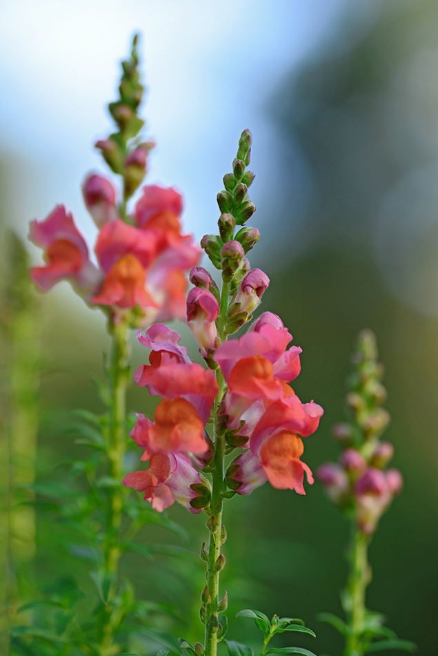 Sigma 135mm f/1.8 - Sample Image