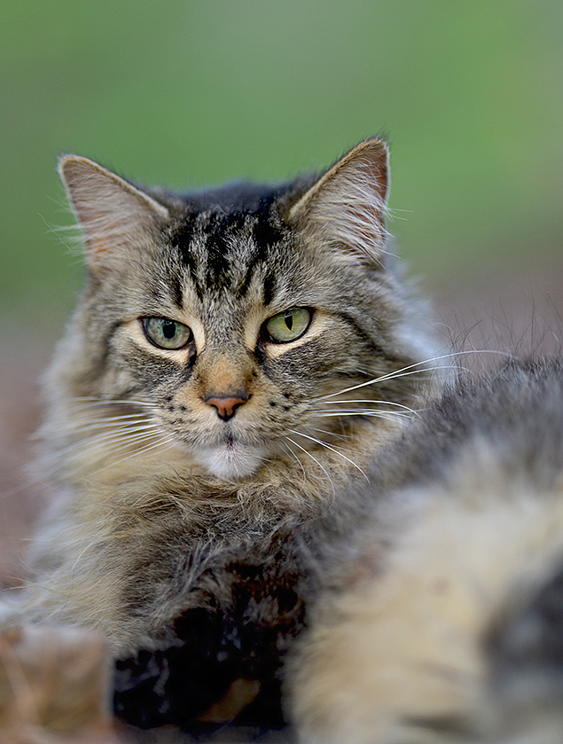 Sigma 135mm f/1.8 - Sample Image