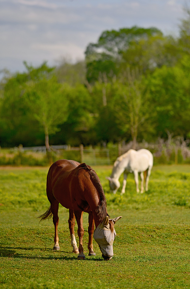 Sigma 135mm f/1.8 - Sample Image