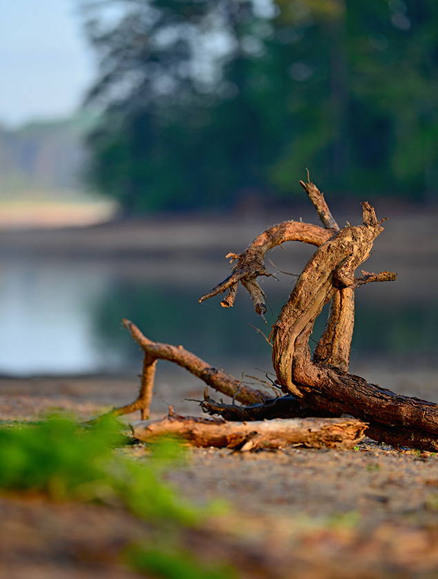 Sigma 135mm f/1.8 - Sample Image