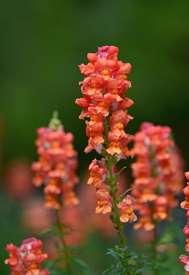 Sigma 135mm f/1.8 - Sample Image