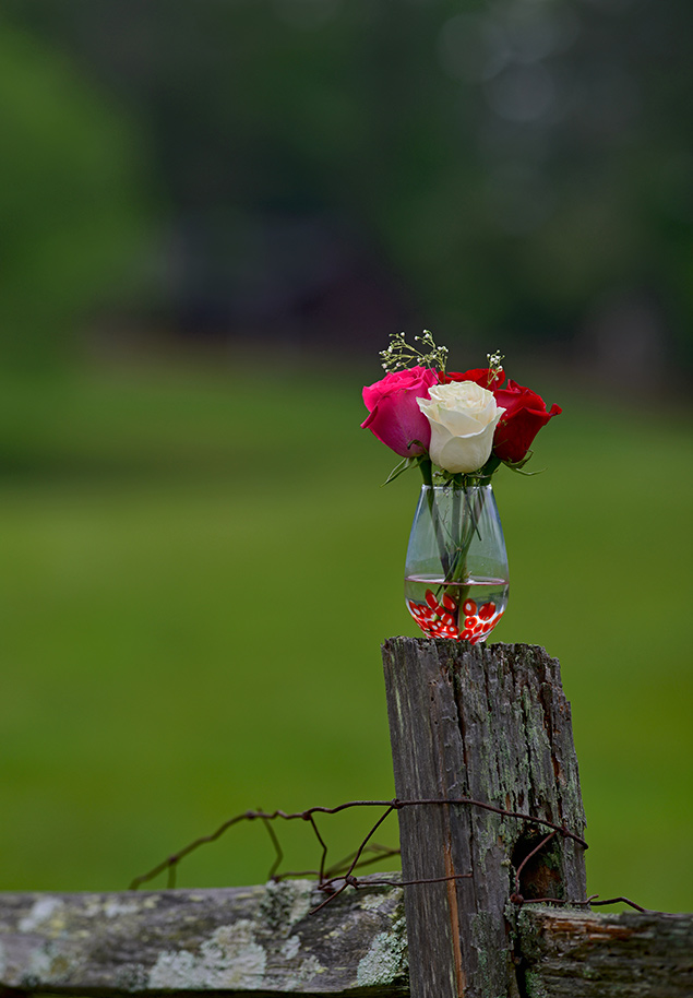 Sigma 135mm f/1.8 - Sample Image