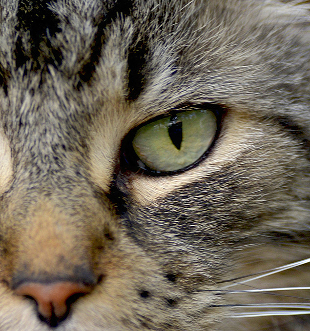 Sigma 135mm f/1.8 - Sample Image