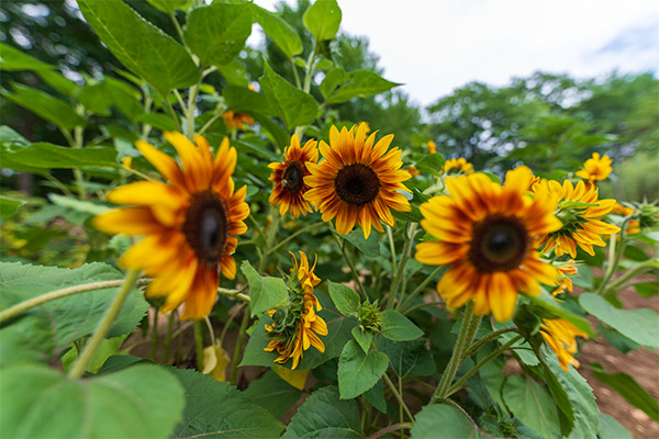 Sigma 14mm f/1.8 DG HSM Art Review: Field Test -- Gallery Image